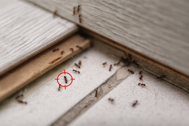 Best Affordable Pest Control Services  in Milton, NY